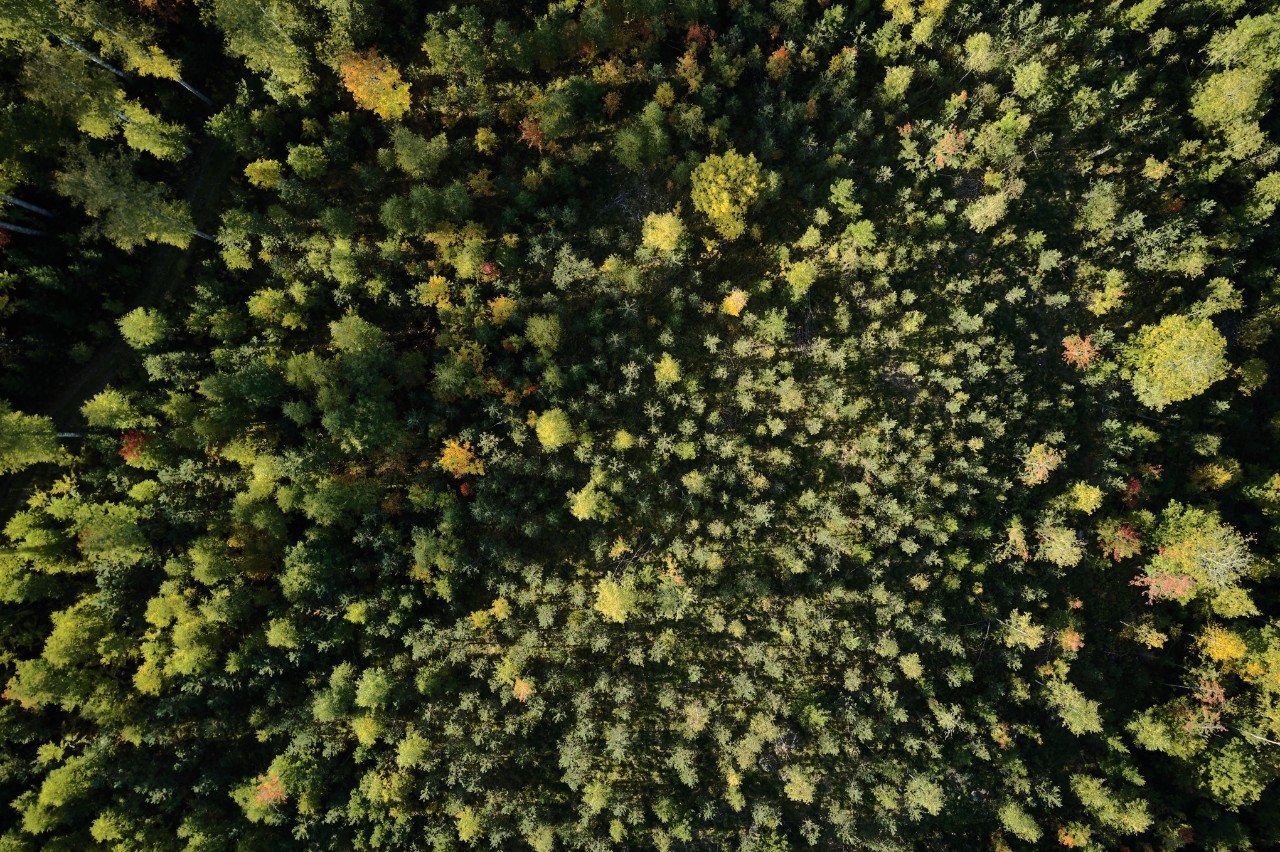 Ochrona zasobów leśnych